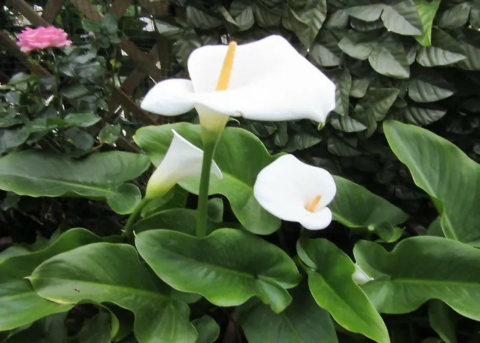 Kwatera prywatna Nenna *