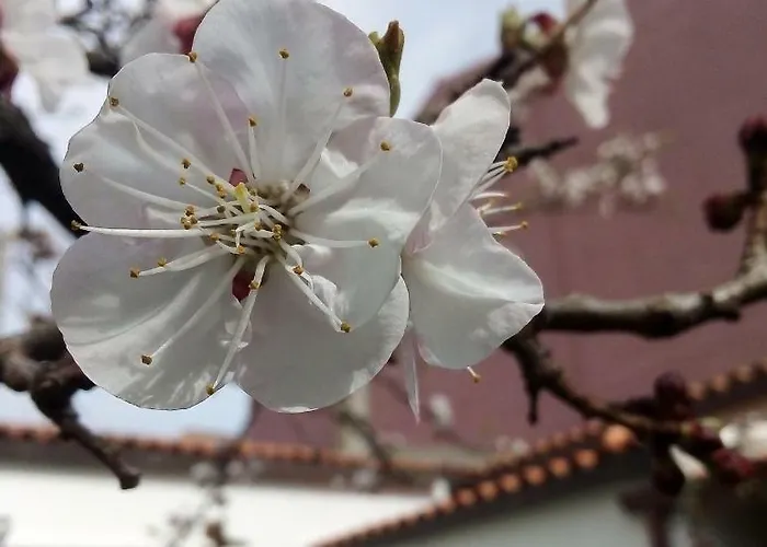 Séjour chez l'habitant Nenna *